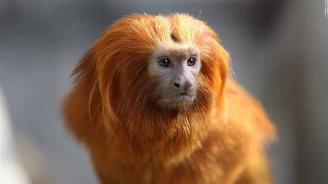 Monkeys stolen from French zoo   CNN.com