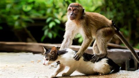 Monkeys vs. Cats ★ BEST MONKEY Playing with CATS Videos ...