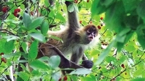 Mono araña especie en peligro de extinción. | La Verdad ...