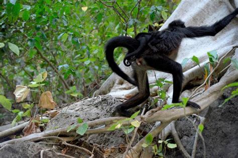 Mono Araña, especie en peligro de extinción, nació en ...