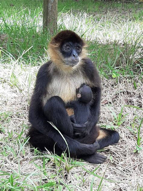 Mono araña manilarga nace en el Parque Municipal Summit