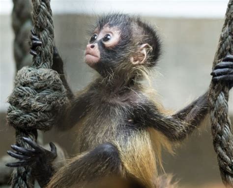 Mono Araña – Animales En Peligro De Extinción