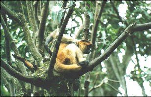 Mono Araña – Áreas Protegidas y Parques Nacionales de Costa Rica