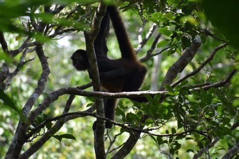 Mono Araña – Proyecto Primates Panamá