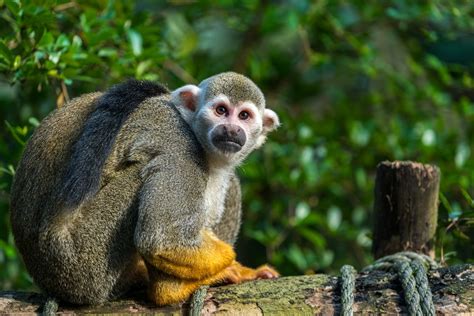 Mono ardilla común: características, hábitat, alimentación