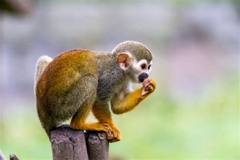 Mono ardilla, el más pequeño de los primates   Mis animales
