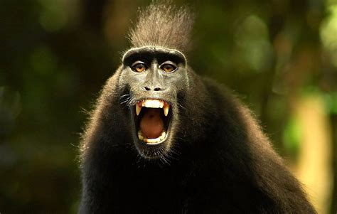 Mono aullando :: Imágenes y fotos
