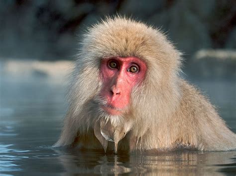 Mono blanco :: Imágenes y fotos