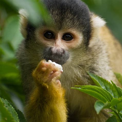 Mono Capuchino   Banco de fotos e imágenes de stock   iStock
