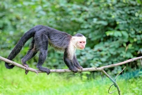 Mono Capuchino  Características, Alimentación, Hábitat, Reproducción ...