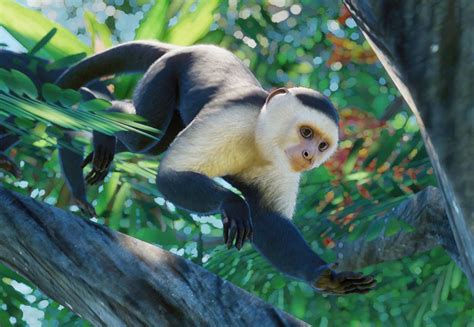Mono Capuchino Cariblanco | Planet Zoo Wiki | Fandom