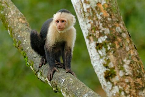 Mono capuchino cebus: características, hábitat y comportamiento   Mis ...