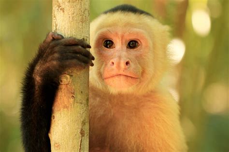 Mono capuchino cebus: características, hábitat y ...