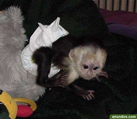 Mono capuchino de bebé para adopción   Alsodux