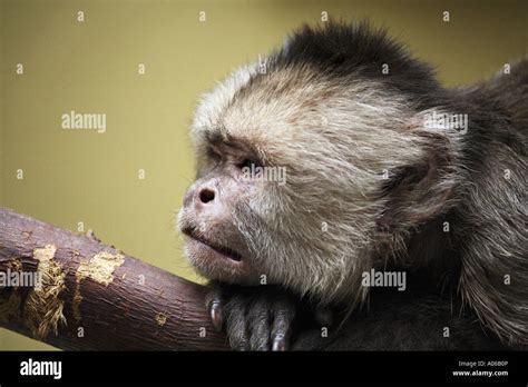Mono Capuchino de fachada blanca Fotografía de stock   Alamy