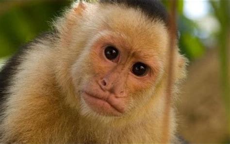 Mono Capuchino de Reforma tiene cuenta de Twitter | El ...