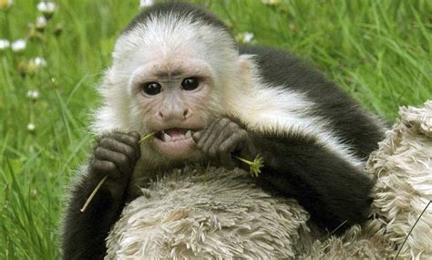 mono capuchino: definiciones