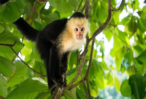 Mono capuchino devuelto al zoológico | Fernanda Familiar