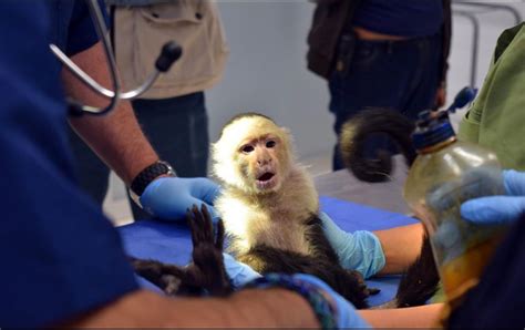 Mono capuchino está bajo de peso, informa Zoológico | El Informador