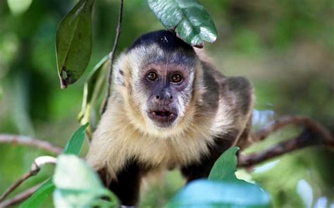 Mono Capuchino   Información y Características de los Monos
