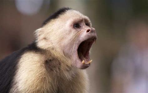 Mono Capuchino   Información y Características de los Monos