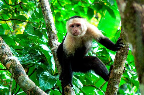 Mono capuchino, los más inteligentes de su especie | Mono ...