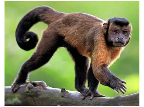 Mono capuchino negro :: Zoo Bioparque Amaru :: Cuenca ...