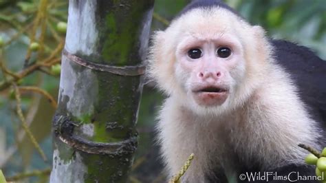 Mono Capuchino o Cariblanco  Cebus capuchinus    White Faced capuchin ...