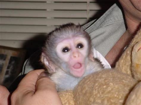 Mono capuchino para venta en San Pedro   Animales / Mascotas | 7472