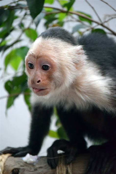 Mono capuchino recupera peso, y está saludable…¡Continuará ...