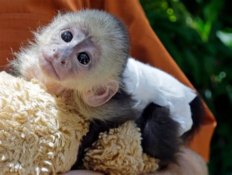 Mono Capuchino Registrado A La Venta | Mercado Libre
