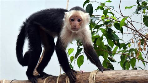 Mono capuchino sube de peso y ya hasta tiene  novia