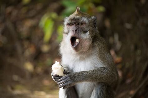 Mono comiendo plátano en la naturaleza | Foto Premium