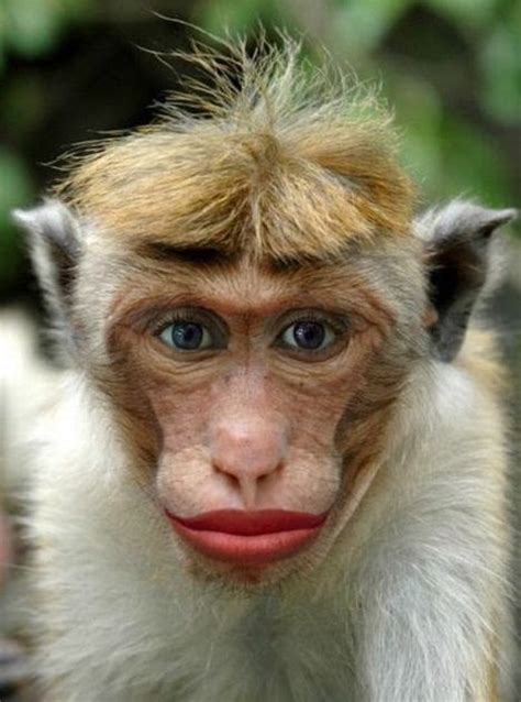 Mono Con los Labios Pintados   Imagenes de Animales ...