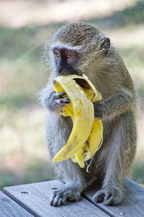 Mono de vervet comiendo banana — Foto de stock ...