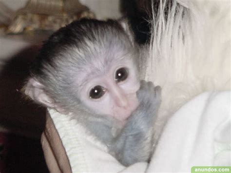 Mono dulce capuchino para casas nuevas   Arcas del Villar