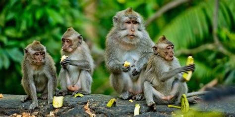Mono: hábitat, tipos, alimentación y características