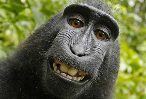 Mono macaco logra acuerdo con fotógrafo por derechos de autor de un ...