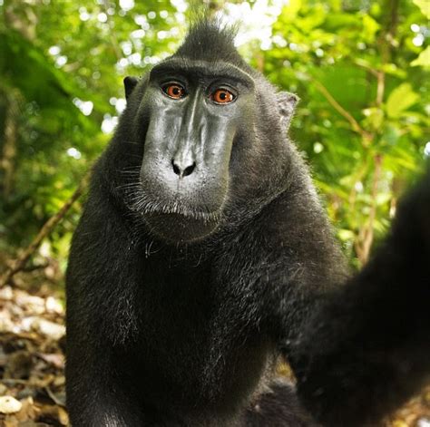 Mono macaco roba cámara y se hace unos autorretratos  FOTOS