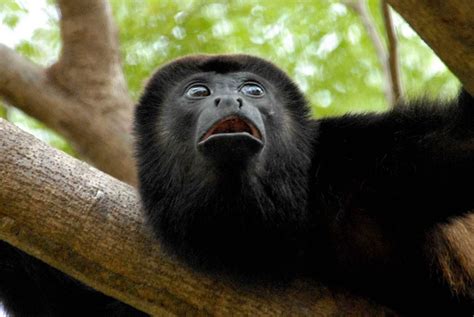 Mono negro :: Imágenes y fotos