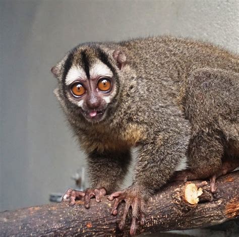 Mono nocturno, nueva especie en el Zoológico de ...