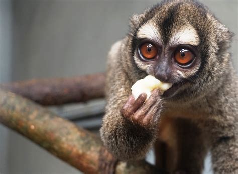 Mono nocturno: nueva especie que habita el Zoológico ...
