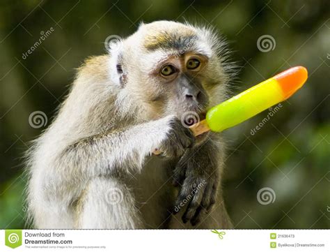 Mono que come el helado imagen de archivo. Imagen de selva ...