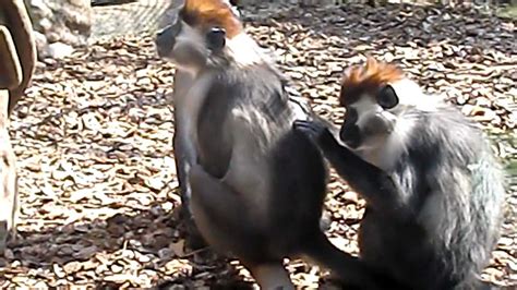 Mono quitando y comiendo piojos   Zoo de Barcelona 2012 ...