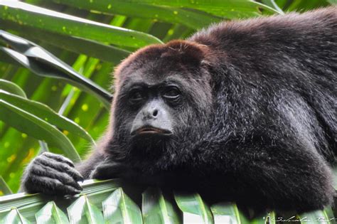 Mono Saraguato | Nombre científico del Mono Aullador