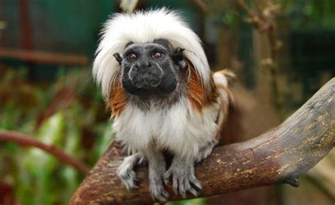 Mono Titi Cabeza Blanca | El Mono Titi En Peligro De Extinción