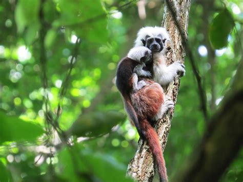 Mono Titi Cabeza Blanca | El Mono Titi En Peligro De Extinción