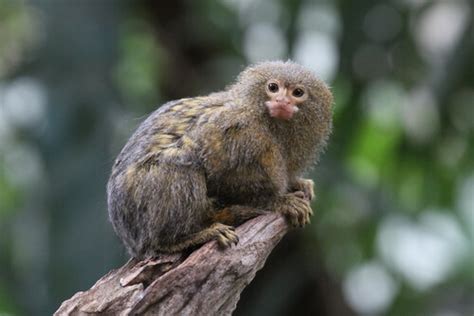Mono tití: características, comportamiento y hábitat   My Animals