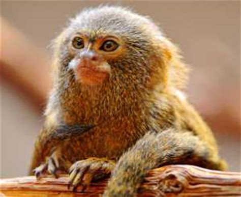 Mono tití, Cebuella pygmaea