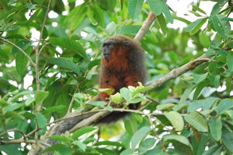 Mono Tití del Caquetá en Colombia: de descubierto a en peligro de ...